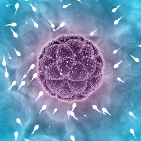 fertilisation process